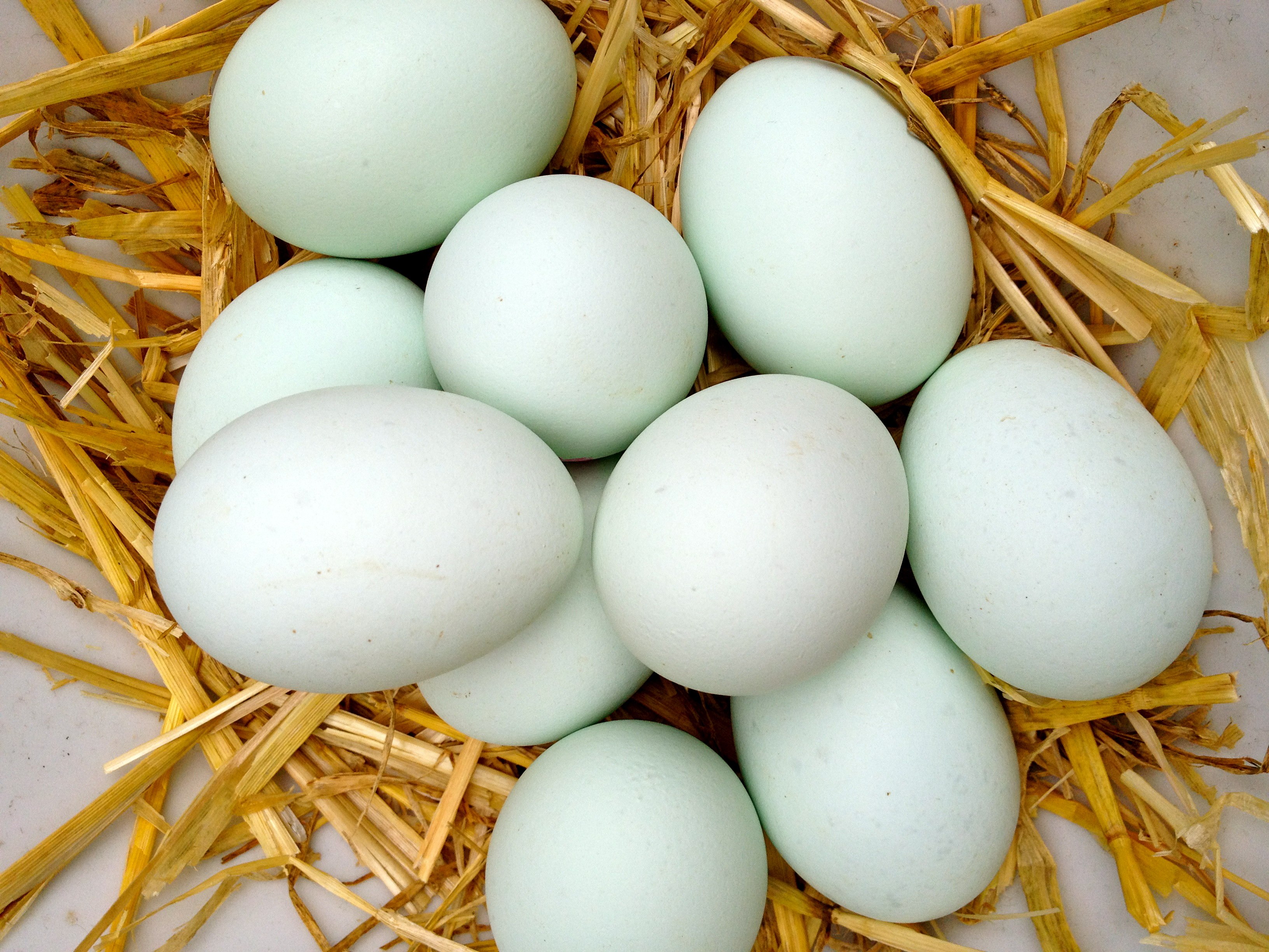Купить яйцо мускусной. Инкубационное яйцо утки. Утиные яйца. Яйца уток. Утка с яйцом.
